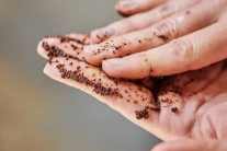 4 mẹo tận dụng bã cà phê dễ áp dụng