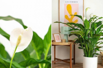 Loài cây quen thuộc giúp giảm ô nhiễm không khí