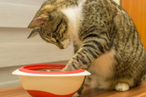 Mèo cưng nôn trớ, giảm cân, coi chừng giãn thực quản!