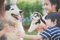 Quy tắc 3-3-3 cần biết trước khi nuôi chó