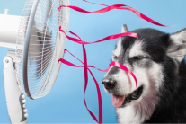 Nhiệt độ nào là quá cao với cún?