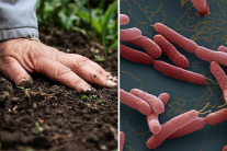 Căn bệnh khiến 23 người tử vong ở Thái Lan, Bộ Y tế ra khuyến cáo khẩn