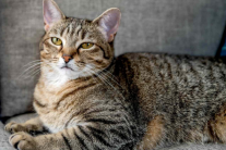 10 nguyên nhân gây tử vong đột ngột ở mèo cưng 