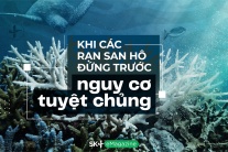 Khi các rạn san hô đứng trước nguy cơ tuyệt chủng