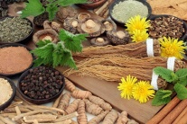 Thảo dược adaptogen hỗ trợ cơ thể ứng phó với căng thẳng