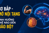 Cơ bắp và mỡ nội tạng ảnh hưởng thế nào đến não bộ?