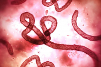 Dịch Ebola diễn biến phức tạp ở Châu Phi, Bộ Y tế họp khẩn