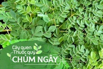 Cây quen, thuốc quý: Chùm ngây