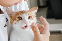 Nuôi mèo có làm bệnh hen ở trẻ trầm trọng hơn?