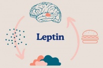 Phòng ngừa béo phì: Làm sao cải thiện tình trạng kháng leptin?