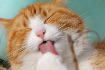 Cách mèo cưng làm mát cơ thể khi trời nóng