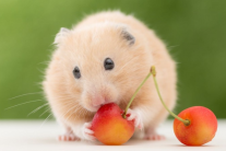Chuột hamster có ăn được hoa quả không?