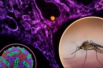 Dịch virus Tây sông Nile bùng phát ở Châu Âu, WHO cảnh báo