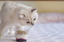 Mèo có nên ăn sữa chua?
