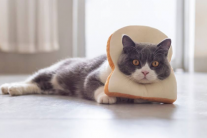 Mèo có ăn được bánh mì không?