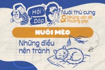 Những hành động nào có thể gây hại cho mèo?