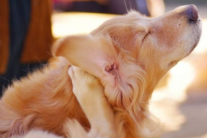 4 cách phòng ngừa ve cho thú cưng