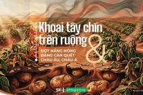 Khoai tây chín trên ruộng & Đợt nắng nóng đang càn quét Châu Âu, Châu Á