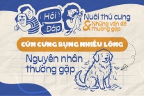 Cún cưng rụng lông nhiều: Một số nguyên nhân thường gặp