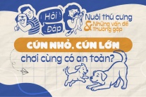 Cún nhỏ và cún lớn có thể chơi cùng nhau an toàn không?