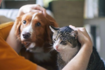 Vật nuôi có thể mang vi khuẩn kháng kháng sinh
