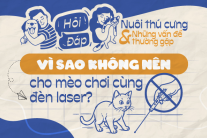Vì sao không nên cho mèo chơi cùng đèn laser?