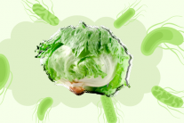 Bùng phát dịch Cyclospora ở Mỹ và bài học về an toàn thực phẩm từ cây xà lách