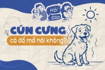 Cún cưng có đổ mồ hôi không?