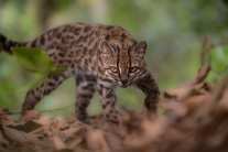 Phát hiện mới: Định danh cho loài mèo mới trong rừng mây Bolivia