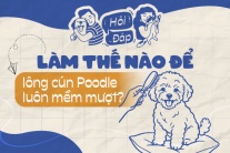 Làm thế nào để lông cún Poodle luôn mềm và không rối?