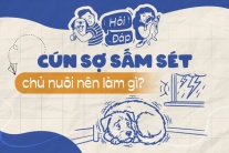 Cún sợ sấm sét, chủ nuôi nên làm gì?
