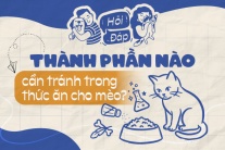 Thành phần nào cần tránh trong thức ăn cho mèo?
