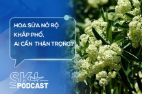 Podcast: Hoa sữa nở rộ khắp phố, những ai cần cẩn trọng?