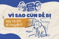 Vì sao cún dễ bị say xe?