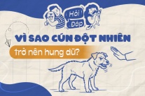Vì sao cún đột nhiên trở nên hung dữ?