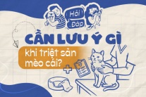 Cần lưu ý điều gì khi triệt sản mèo cái?