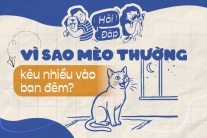 Vì sao mèo thường kêu nhiều vào ban đêm?