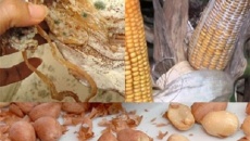 Nấm mốc ở thực phẩm khô - Tác nhân gây ung thư