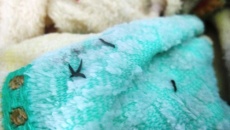 “Sinh vật lạ” trong khăn tắm là ấu trùng không gây hại