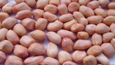 Dị ứng đậu phộng có liên quan đến đột biến gene