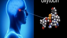 Khám phá thú vị về hormone tình yêu Oxytocin