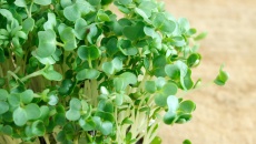 Rau cải xoong – Khắc tinh của bệnh ung thư