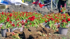 Gần 2.000 chậu hoa Tết bị nhổ gốc, vặt trụi lá