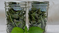 Không bao giờ thiếu rau thơm nếu bạn biết bí quyết này