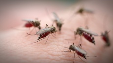 Dấu hiệu bạn đã bị nhiễm virus Chikungunya