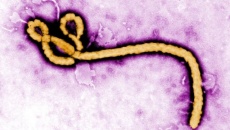 WHO: Ebola bùng phát ở Cộng hòa dân chủ Congo, 3 người tử vong