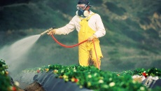 Thuốc bảo vệ thực vật trong thực phẩm hữu cơ, thực phẩm biến đổi gene