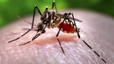 Muỗi lây lan virus Zika có thể lan truyền nhiều loại virus nguy hiểm khác