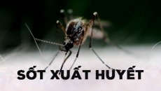 Đô thị hóa nhanh là nguyên nhân bùng phát sốt xuất huyết?