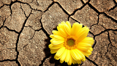 Cách chữa khô âm đạo chẳng cần dùng chất bôi trơn